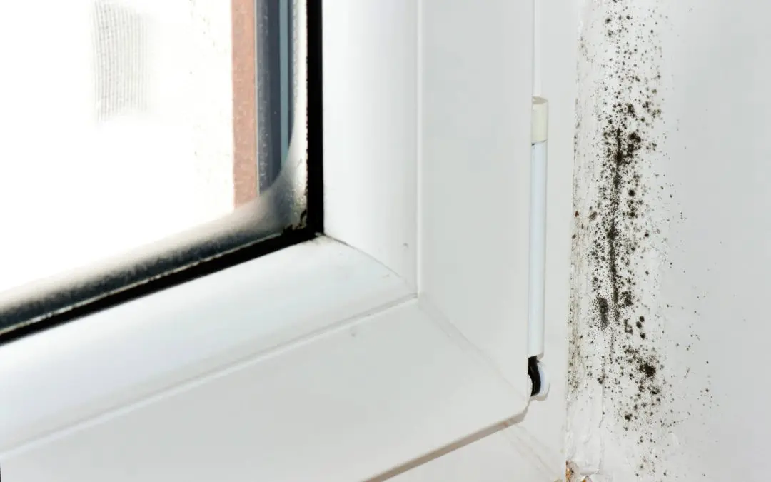 Uncovering the Truth: What Really Causes Mold Growth