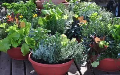 Small Space Garden Magic: Transform Tight Areas into Lush Green Retreats
